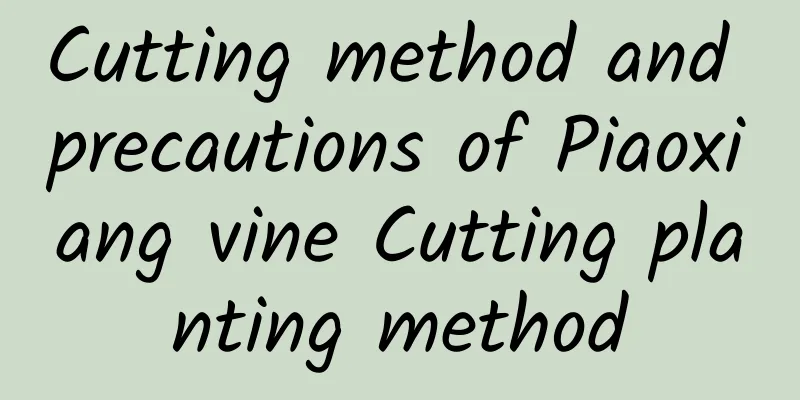 Cutting method and precautions of Piaoxiang vine Cutting planting method