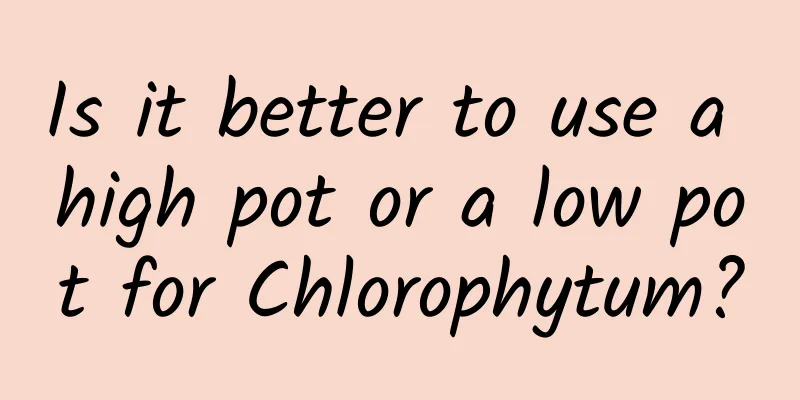 Is it better to use a high pot or a low pot for Chlorophytum?