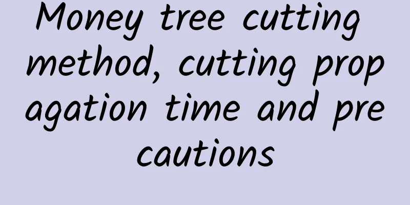 Money tree cutting method, cutting propagation time and precautions