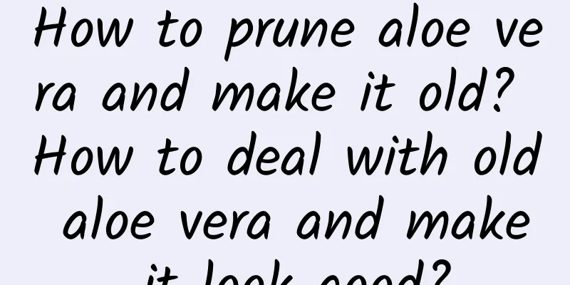 How to prune aloe vera and make it old? How to deal with old aloe vera and make it look good?
