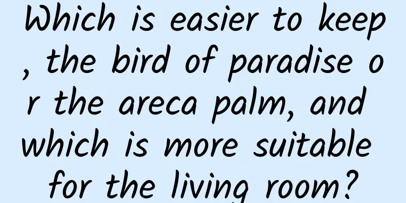 Which is easier to keep, the bird of paradise or the areca palm, and which is more suitable for the living room?