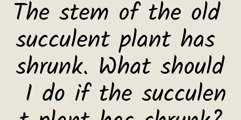 The stem of the old succulent plant has shrunk. What should I do if the succulent plant has shrunk?