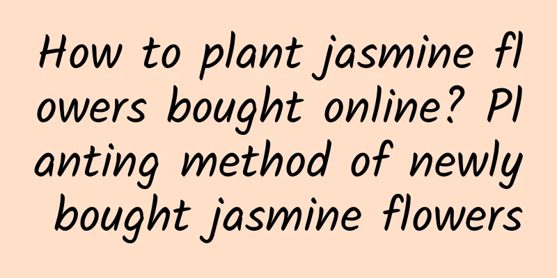 How to plant jasmine flowers bought online? Planting method of newly bought jasmine flowers