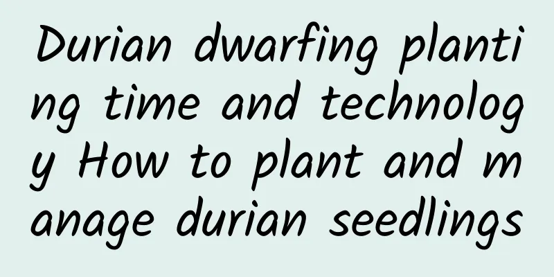 Durian dwarfing planting time and technology How to plant and manage durian seedlings
