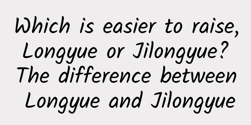 Which is easier to raise, Longyue or Jilongyue? The difference between Longyue and Jilongyue