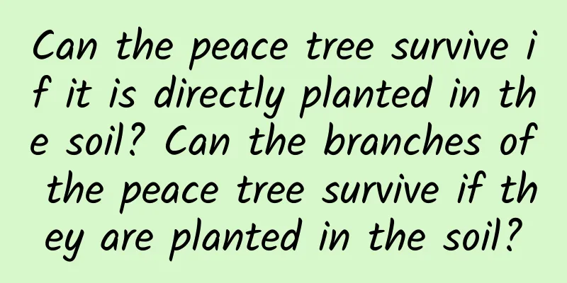 Can the peace tree survive if it is directly planted in the soil? Can the branches of the peace tree survive if they are planted in the soil?