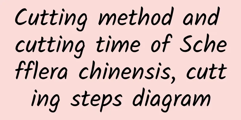 Cutting method and cutting time of Schefflera chinensis, cutting steps diagram