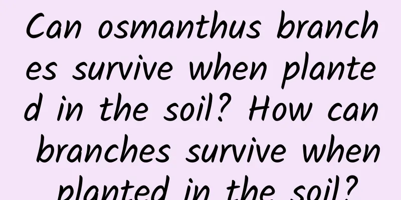 Can osmanthus branches survive when planted in the soil? How can branches survive when planted in the soil?