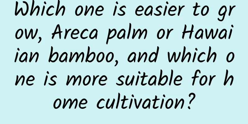 Which one is easier to grow, Areca palm or Hawaiian bamboo, and which one is more suitable for home cultivation?