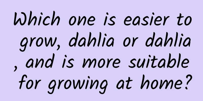 Which one is easier to grow, dahlia or dahlia, and is more suitable for growing at home?