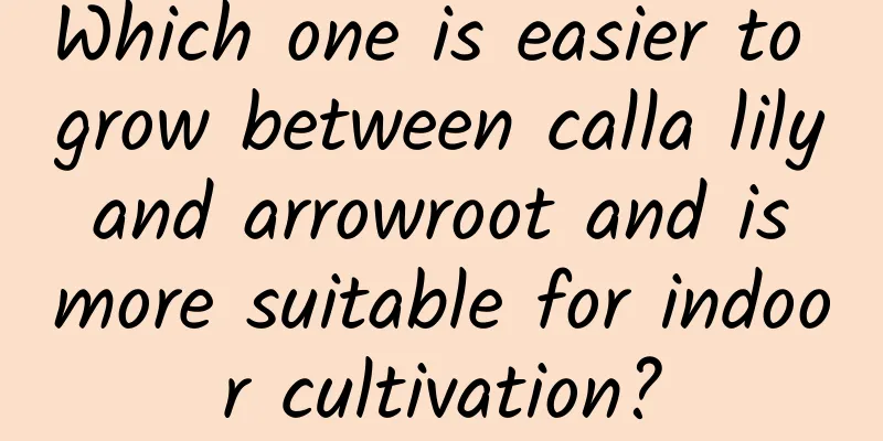 Which one is easier to grow between calla lily and arrowroot and is more suitable for indoor cultivation?