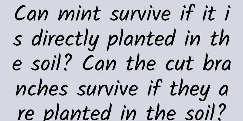 Can mint survive if it is directly planted in the soil? Can the cut branches survive if they are planted in the soil?