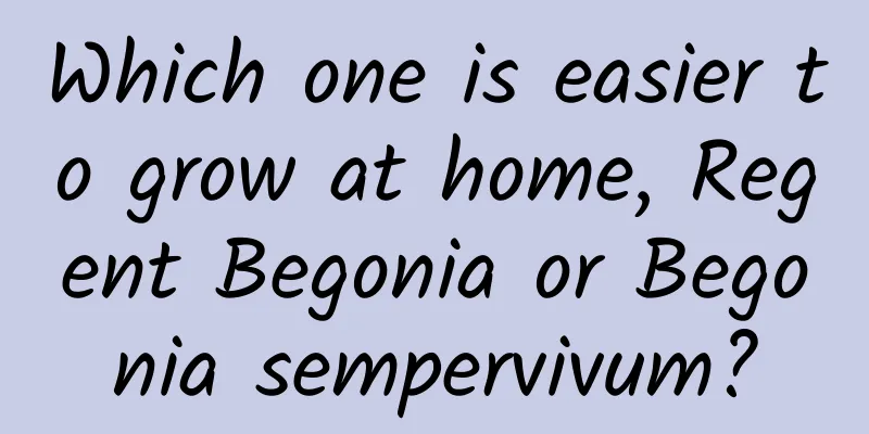 Which one is easier to grow at home, Regent Begonia or Begonia sempervivum?