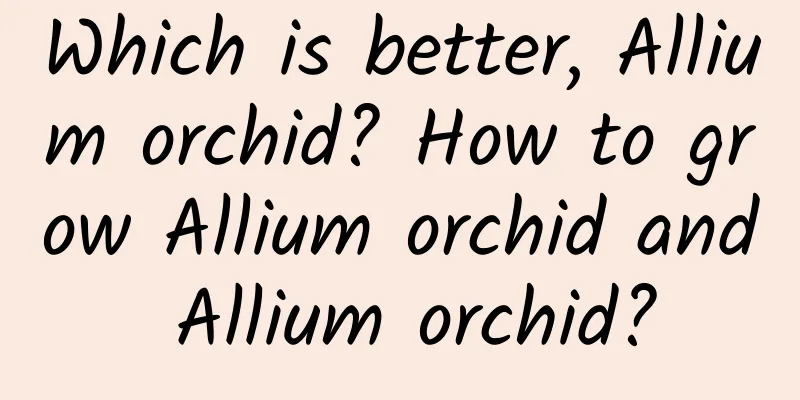 Which is better, Allium orchid? How to grow Allium orchid and Allium orchid?