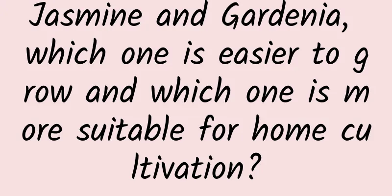 Jasmine and Gardenia, which one is easier to grow and which one is more suitable for home cultivation?