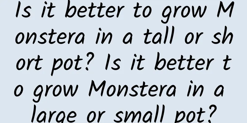 Is it better to grow Monstera in a tall or short pot? Is it better to grow Monstera in a large or small pot?