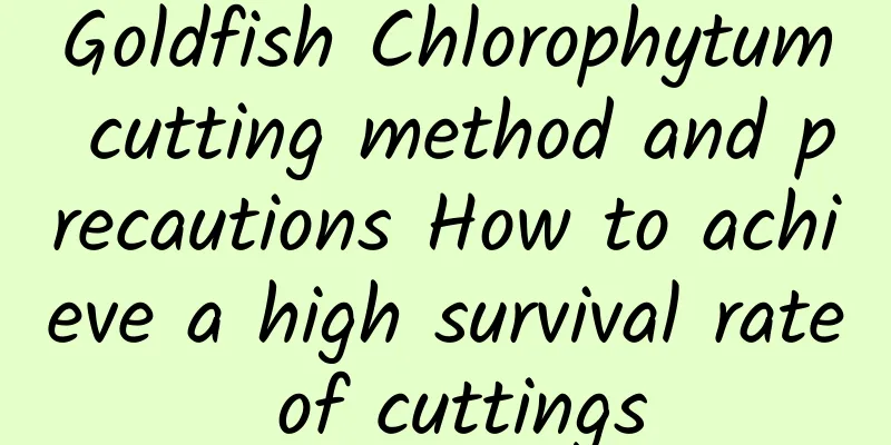 Goldfish Chlorophytum cutting method and precautions How to achieve a high survival rate of cuttings