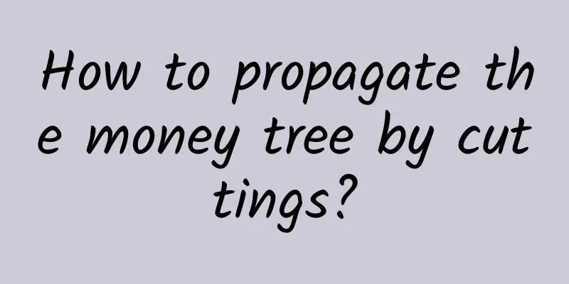 How to propagate the money tree by cuttings?