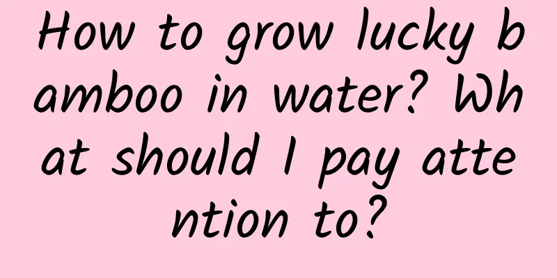 How to grow lucky bamboo in water? What should I pay attention to?