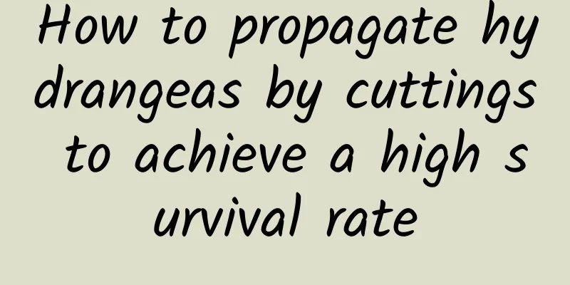 How to propagate hydrangeas by cuttings to achieve a high survival rate