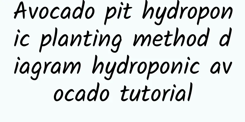 Avocado pit hydroponic planting method diagram hydroponic avocado tutorial