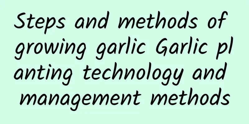 Steps and methods of growing garlic Garlic planting technology and management methods