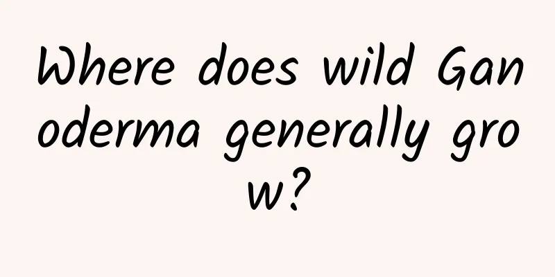 Where does wild Ganoderma generally grow?