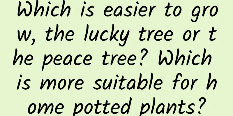 Which is easier to grow, the lucky tree or the peace tree? Which is more suitable for home potted plants?