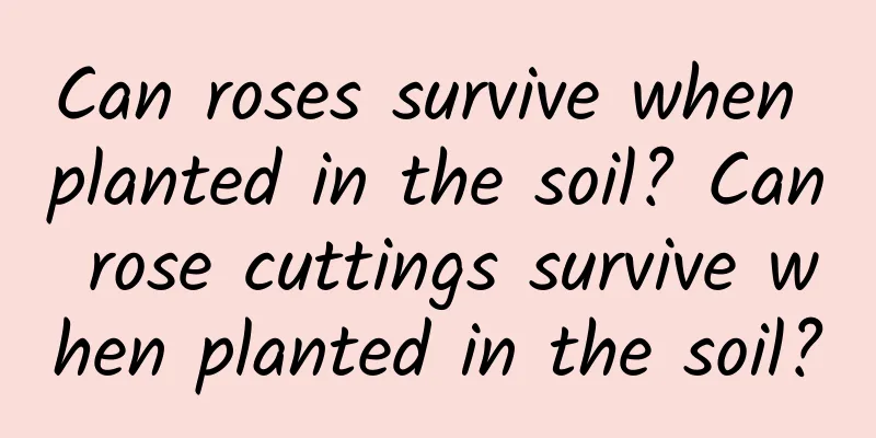 Can roses survive when planted in the soil? Can rose cuttings survive when planted in the soil?