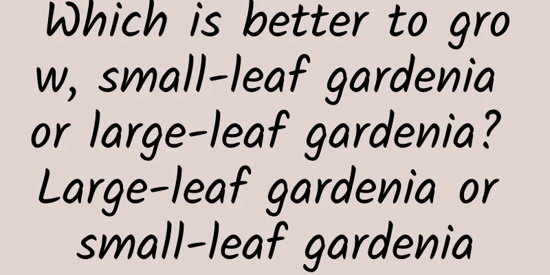Which is better to grow, small-leaf gardenia or large-leaf gardenia? Large-leaf gardenia or small-leaf gardenia