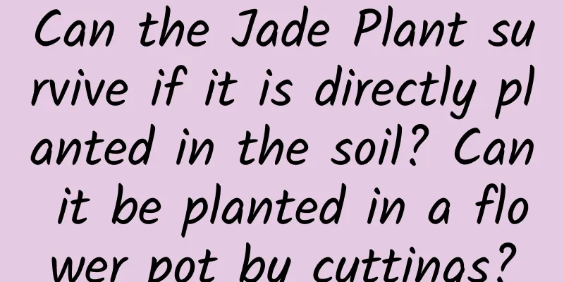 Can the Jade Plant survive if it is directly planted in the soil? Can it be planted in a flower pot by cuttings?