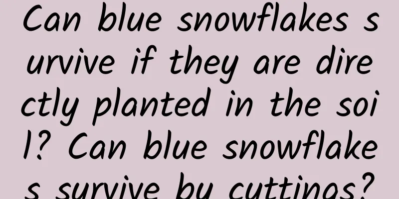 Can blue snowflakes survive if they are directly planted in the soil? Can blue snowflakes survive by cuttings?