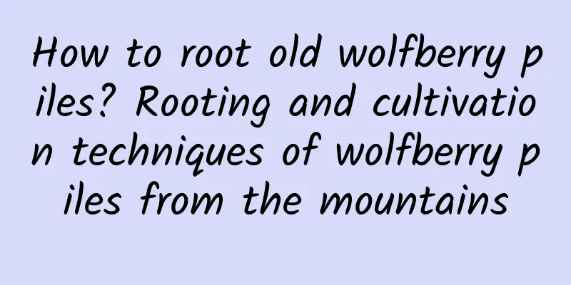 How to root old wolfberry piles? Rooting and cultivation techniques of wolfberry piles from the mountains