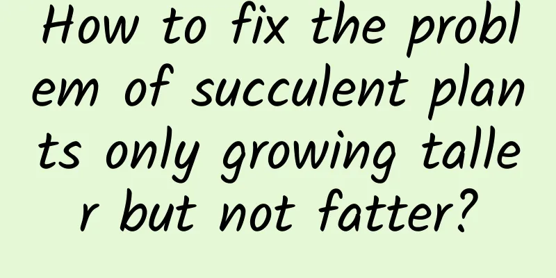 How to fix the problem of succulent plants only growing taller but not fatter?