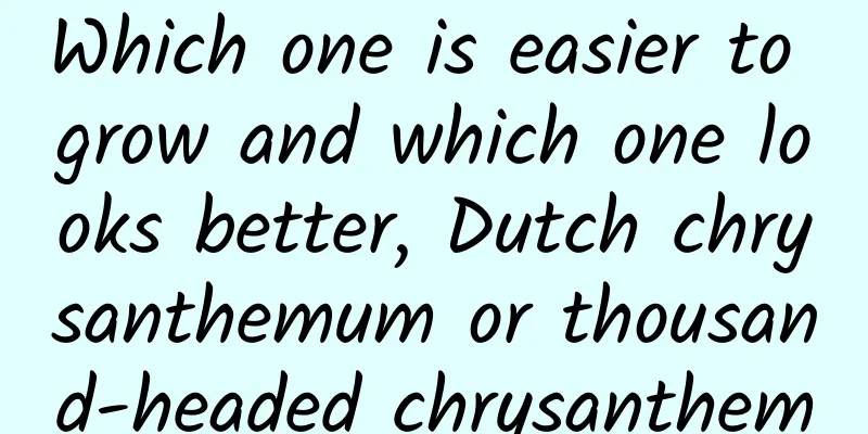 Which one is easier to grow and which one looks better, Dutch chrysanthemum or thousand-headed chrysanthem