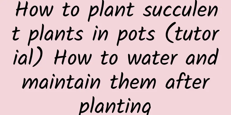 How to plant succulent plants in pots (tutorial) How to water and maintain them after planting