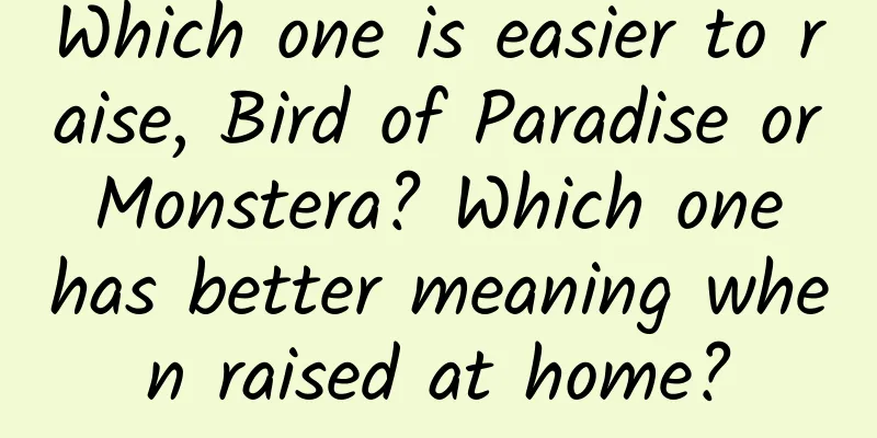 Which one is easier to raise, Bird of Paradise or Monstera? Which one has better meaning when raised at home?