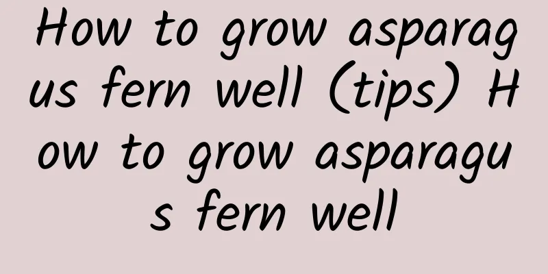 How to grow asparagus fern well (tips) How to grow asparagus fern well