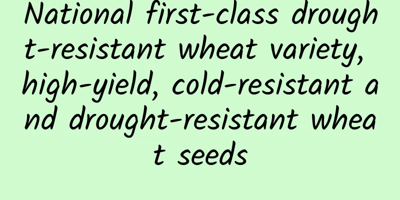 National first-class drought-resistant wheat variety, high-yield, cold-resistant and drought-resistant wheat seeds