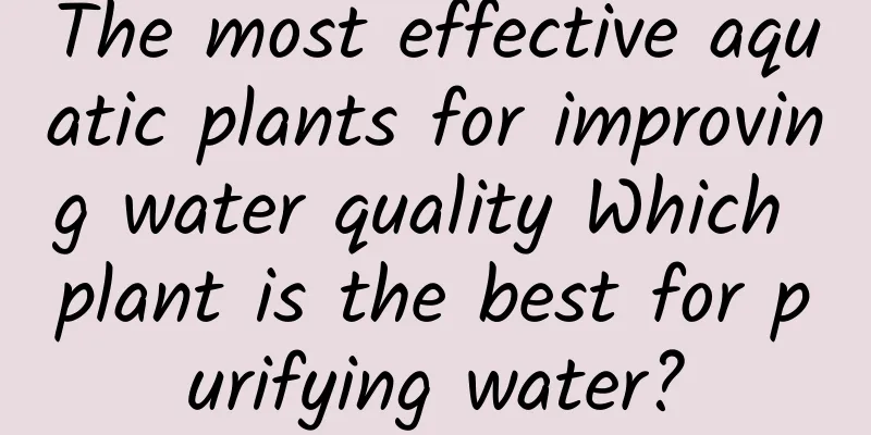 The most effective aquatic plants for improving water quality Which plant is the best for purifying water?
