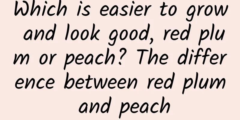 Which is easier to grow and look good, red plum or peach? The difference between red plum and peach