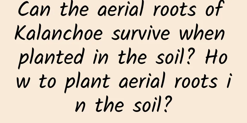 Can the aerial roots of Kalanchoe survive when planted in the soil? How to plant aerial roots in the soil?