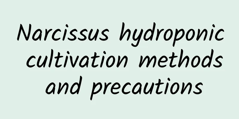 Narcissus hydroponic cultivation methods and precautions