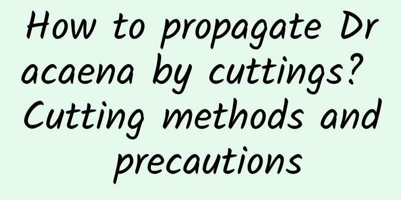 How to propagate Dracaena by cuttings? Cutting methods and precautions