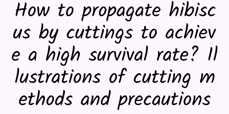 How to propagate hibiscus by cuttings to achieve a high survival rate? Illustrations of cutting methods and precautions
