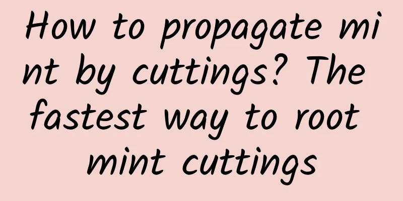 How to propagate mint by cuttings? The fastest way to root mint cuttings
