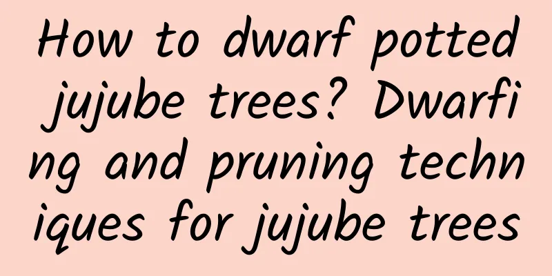 How to dwarf potted jujube trees? Dwarfing and pruning techniques for jujube trees