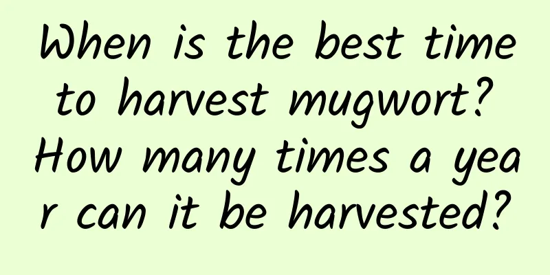 When is the best time to harvest mugwort? How many times a year can it be harvested?