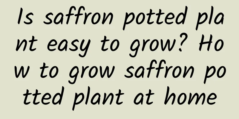 Is saffron potted plant easy to grow? How to grow saffron potted plant at home