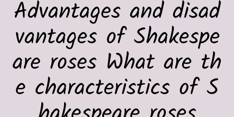 Advantages and disadvantages of Shakespeare roses What are the characteristics of Shakespeare roses
